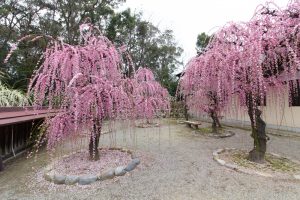 結城神社、梅、2月の春の花、三重県津市の観光・撮影スポットの画像と写真