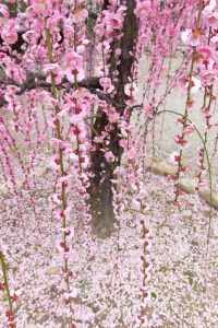 結城神社、梅、2月の春の花、三重県津市の観光・撮影スポットの画像と写真