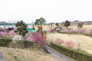 かざはやの里～かっぱのふるさと～、梅、2月の春の花、三重県津市の観光・撮影スポットの画像と写真