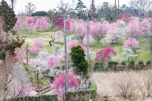 かざはやの里～かっぱのふるさと～、梅、2月の春の花、三重県津市の観光・撮影スポットの画像と写真