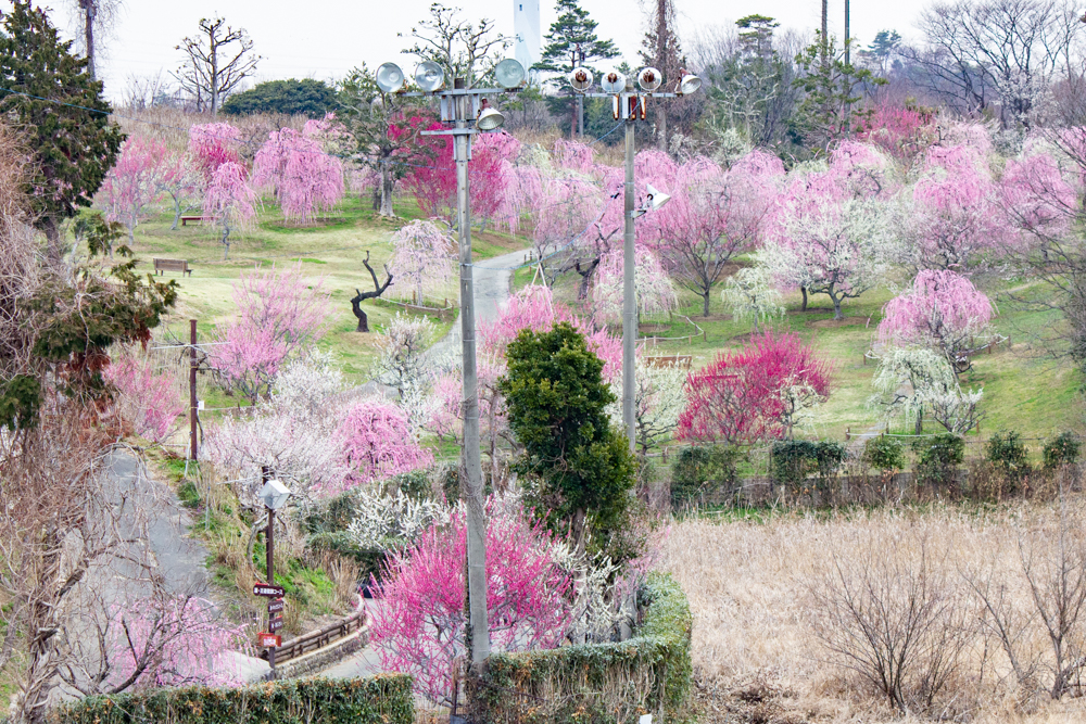 かざはやの里～かっぱのふるさと～、梅、2月の春の花、三重県津市の観光・撮影スポットの画像と写真