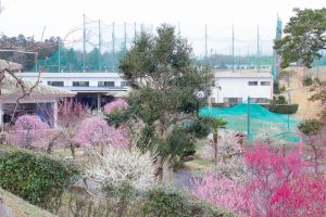かざはやの里～かっぱのふるさと～、梅、2月の春の花、三重県津市の観光・撮影スポットの画像と写真