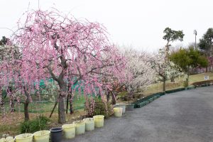 かざはやの里～かっぱのふるさと～、梅、2月の春の花、三重県津市の観光・撮影スポットの画像と写真