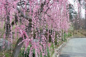 かざはやの里～かっぱのふるさと～、梅、2月の春の花、三重県津市の観光・撮影スポットの画像と写真