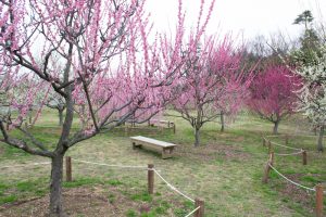 かざはやの里～かっぱのふるさと～、梅、2月の春の花、三重県津市の観光・撮影スポットの画像と写真