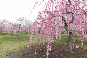 かざはやの里～かっぱのふるさと～、梅、2月の春の花、三重県津市の観光・撮影スポットの画像と写真