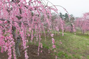 かざはやの里～かっぱのふるさと～、梅、2月の春の花、三重県津市の観光・撮影スポットの画像と写真