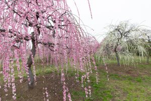 かざはやの里～かっぱのふるさと～、梅、2月の春の花、三重県津市の観光・撮影スポットの画像と写真