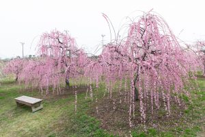 かざはやの里～かっぱのふるさと～、梅、2月の春の花、三重県津市の観光・撮影スポットの画像と写真