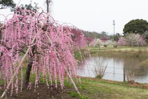 かざはやの里～かっぱのふるさと～、梅、2月の春の花、三重県津市の観光・撮影スポットの画像と写真