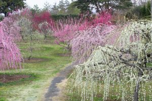 かざはやの里～かっぱのふるさと～、梅、2月の春の花、三重県津市の観光・撮影スポットの画像と写真