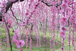 かざはやの里～かっぱのふるさと～、梅、2月の春の花、三重県津市の観光・撮影スポットの画像と写真