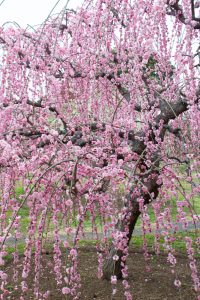 かざはやの里～かっぱのふるさと～、梅、2月の春の花、三重県津市の観光・撮影スポットの画像と写真