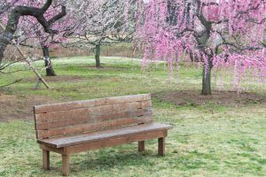 かざはやの里～かっぱのふるさと～、梅、2月の春の花、三重県津市の観光・撮影スポットの画像と写真