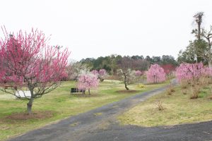 かざはやの里～かっぱのふるさと～、梅、2月の春の花、三重県津市の観光・撮影スポットの画像と写真