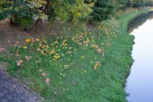 稗田川、彼岸花、リコリス、9月の秋の花、愛知県高浜市の観光・撮影スポットの画像と写真