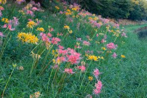 稗田川、彼岸花、リコリス、9月の秋の花、愛知県高浜市の観光・撮影スポットの画像と写真