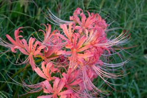 稗田川、彼岸花、リコリス、9月の秋の花、愛知県高浜市の観光・撮影スポットの画像と写真