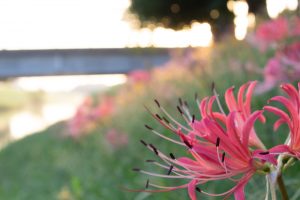 稗田川、彼岸花、リコリス、9月の秋の花、愛知県高浜市の観光・撮影スポットの画像と写真稗田川、彼岸花、リコリス、9月の秋の花、愛知県高浜市の観光・撮影スポットの画像と写真
