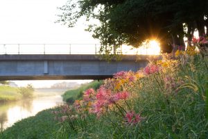 稗田川、彼岸花、リコリス、9月の秋の花、愛知県高浜市の観光・撮影スポットの画像と写真稗田川、彼岸花、リコリス、9月の秋の花、愛知県高浜市の観光・撮影スポットの画像と写真