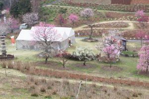 かざはやの里～かっぱのふるさと～、梅、2月の春の花、三重県津市の観光・撮影スポットの画像と写真