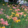 稗田川、彼岸花、リコリス、9月の秋の花、愛知県高浜市の観光・撮影スポットの画像と写真