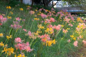 稗田川、彼岸花、リコリス、9月の秋の花、愛知県高浜市の観光・撮影スポットの画像と写真