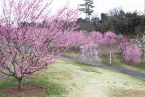 かざはやの里～かっぱのふるさと～、梅、2月の春の花、三重県津市の観光・撮影スポットの画像と写真