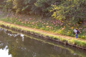 稗田川、彼岸花、リコリス、9月の秋の花、愛知県高浜市の観光・撮影スポットの画像と写真