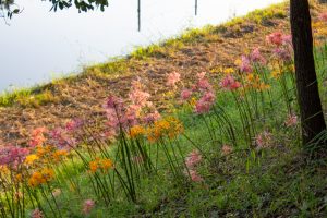 稗田川、彼岸花、リコリス、9月の秋の花、愛知県高浜市の観光・撮影スポットの画像と写真