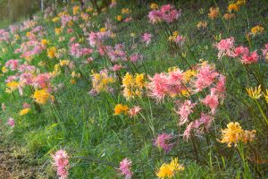 稗田川、彼岸花、リコリス、9月の秋の花、愛知県高浜市の観光・撮影スポットの画像と写真