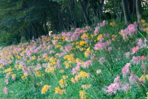 稗田川、彼岸花、リコリス、9月の秋の花、愛知県高浜市の観光・撮影スポットの画像と写真