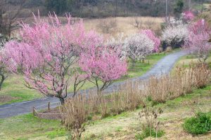 かざはやの里～かっぱのふるさと～、梅、2月の春の花、三重県津市の観光・撮影スポットの画像と写真