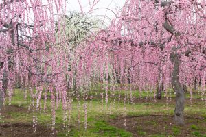 かざはやの里～かっぱのふるさと～、梅、2月の春の花、三重県津市の観光・撮影スポットの画像と写真