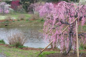 かざはやの里～かっぱのふるさと～、梅、2月の春の花、三重県津市の観光・撮影スポットの画像と写真