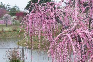かざはやの里～かっぱのふるさと～、梅、2月の春の花、三重県津市の観光・撮影スポットの画像と写真