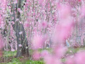 かざはやの里～かっぱのふるさと～、梅、2月の春の花、三重県津市の観光・撮影スポットの画像と写真
