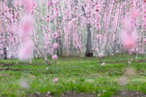 かざはやの里～かっぱのふるさと～、梅、2月の春の花、三重県津市の観光・撮影スポットの画像と写真