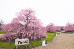 鈴鹿の森庭園、梅、2月の春の花、三重県鈴鹿市の観光・撮影スポットの名所