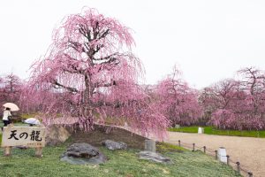 鈴鹿の森庭園、梅、2月の春の花、三重県鈴鹿市の観光・撮影スポットの名所