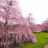 鈴鹿の森庭園、梅、2月の春の花、三重県鈴鹿市の観光・撮影スポットの名所
