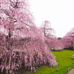 鈴鹿の森庭園、梅、2月の春の花、三重県鈴鹿市の観光・撮影スポットの名所