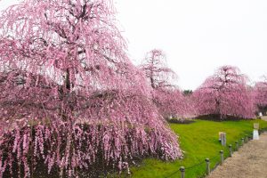 鈴鹿の森庭園、梅、2月の春の花、三重県鈴鹿市の観光・撮影スポットの名所