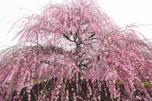 鈴鹿の森庭園、梅、2月の春の花、三重県鈴鹿市の観光・撮影スポットの名所