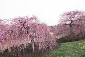 鈴鹿の森庭園、梅、2月の春の花、三重県鈴鹿市の観光・撮影スポットの名所