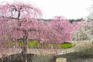 鈴鹿の森庭園、梅、2月の春の花、三重県鈴鹿市の観光・撮影スポットの名所