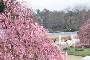 鈴鹿の森庭園、梅、2月の春の花、三重県鈴鹿市の観光・撮影スポットの名所