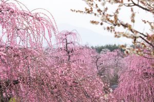鈴鹿の森庭園、梅、2月の春の花、三重県鈴鹿市の観光・撮影スポットの名所