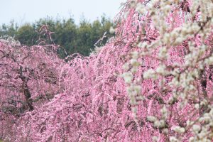 鈴鹿の森庭園、梅、2月の春の花、三重県鈴鹿市の観光・撮影スポットの名所
