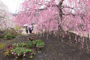 鈴鹿の森庭園、梅、2月の春の花、三重県鈴鹿市の観光・撮影スポットの名所